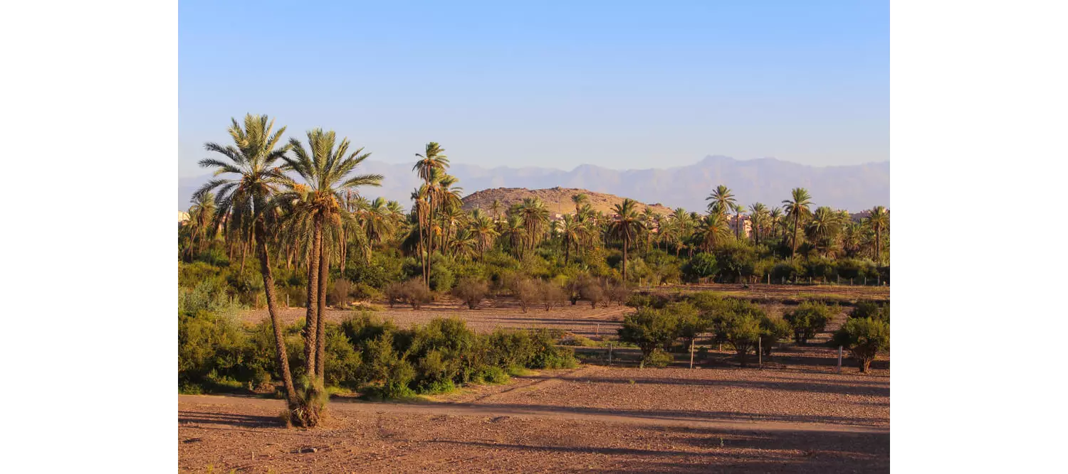 Landschaft im Palmenhain von Marrakesch.
