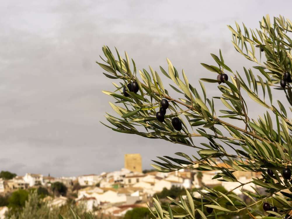 Mediterranean cuisine: A close up of an olive tree