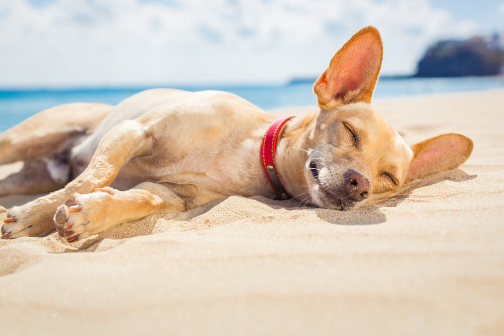 mejores playas para perros de España