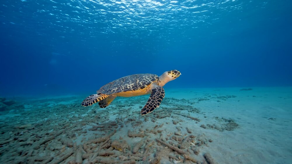 mejores sitios del mundo para bucear 