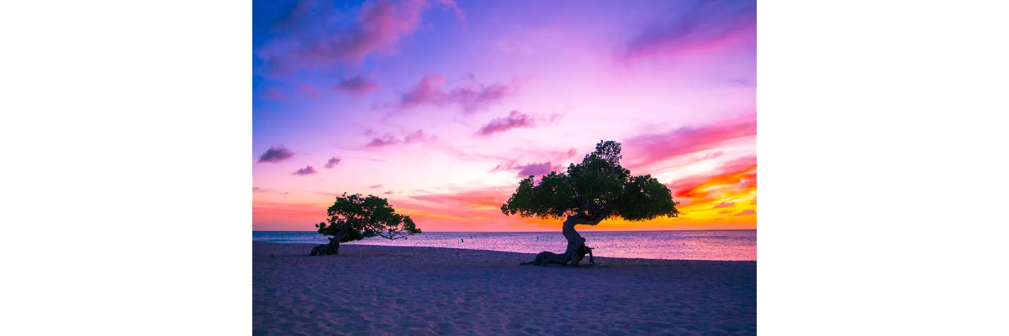 Beautiful divi divi trees at sunset on beach in Aruba