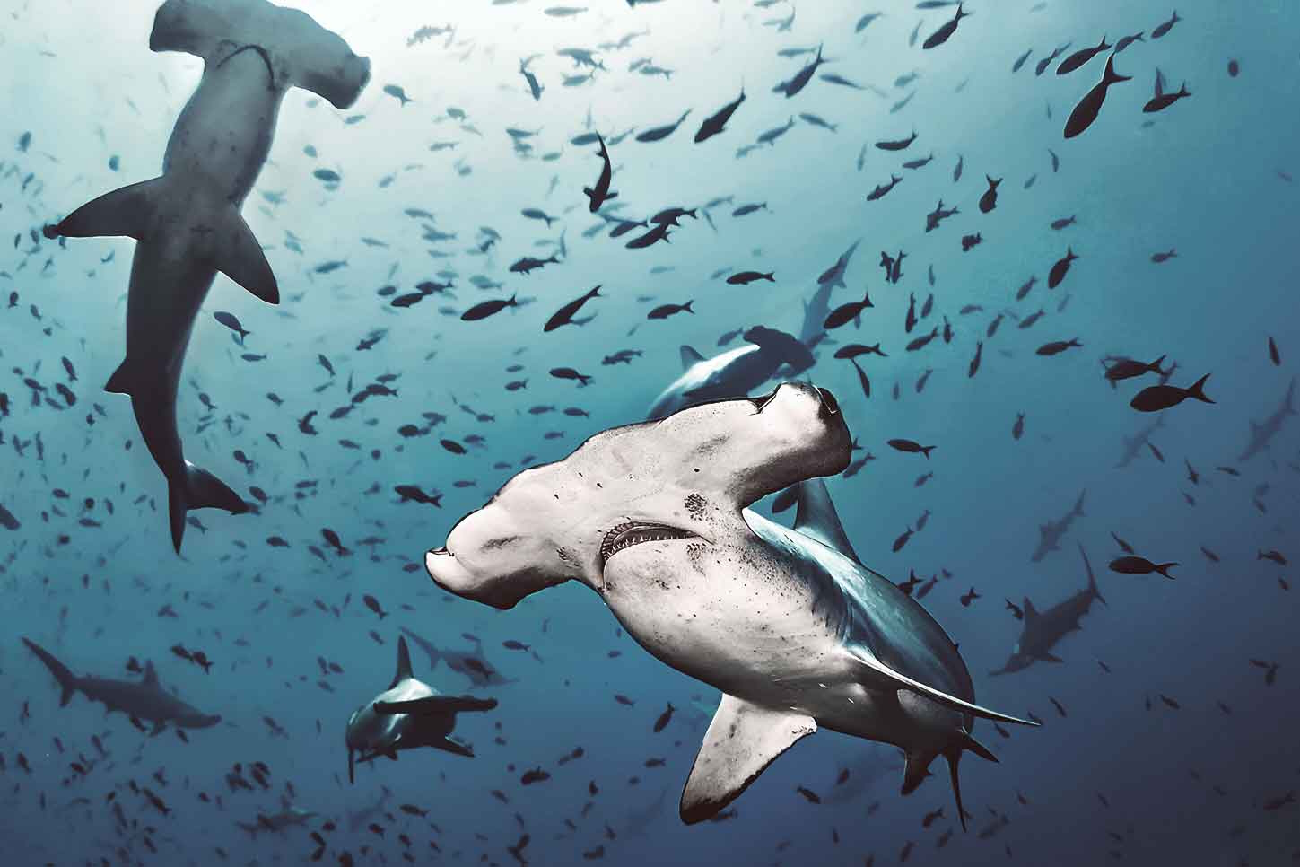 Vacanze isole caraibiche: natura incontaminata e mare turchese e cristallino