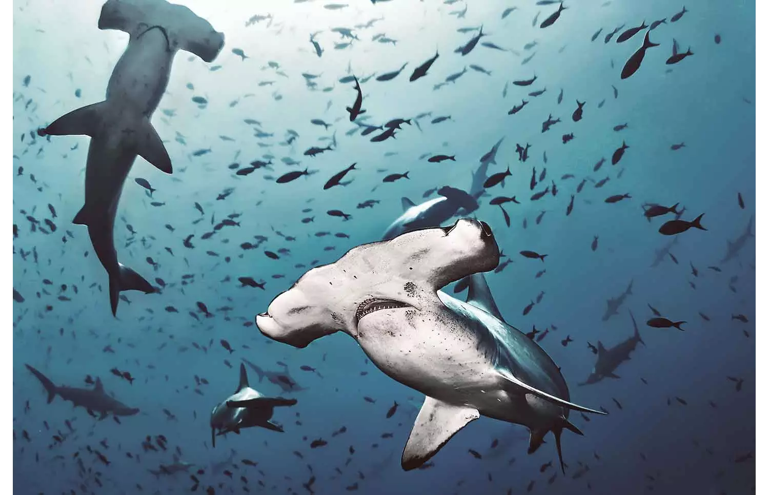 Vacanze isole caraibiche: natura incontaminata e mare turchese e cristallino