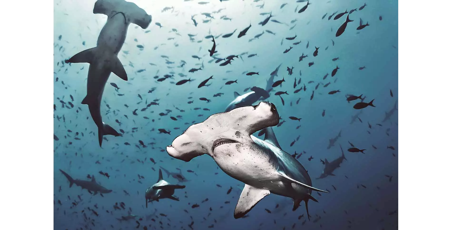 Vacanze isole caraibiche: natura incontaminata e mare turchese e cristallino