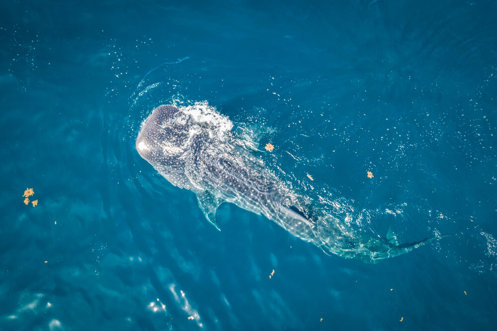 The Whale Shark Festival is one of the top Mexican festivals for nature lovers