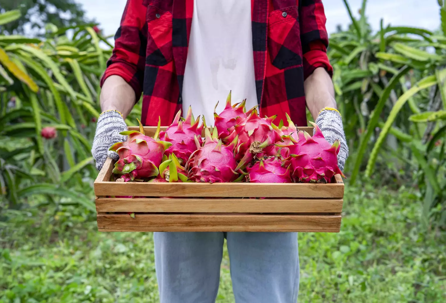 Mexican fruits are as tasty as they are colorful, especially dragon fruit!