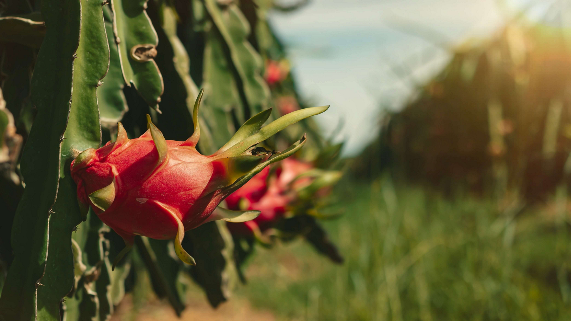 Pitaya is one of the most colorful Mexican fruits.