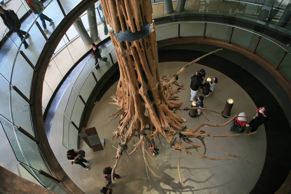 Gigantische Baumwurzel im Wissenschaftsmuseum von Barcelona (CosmoCaixa).
