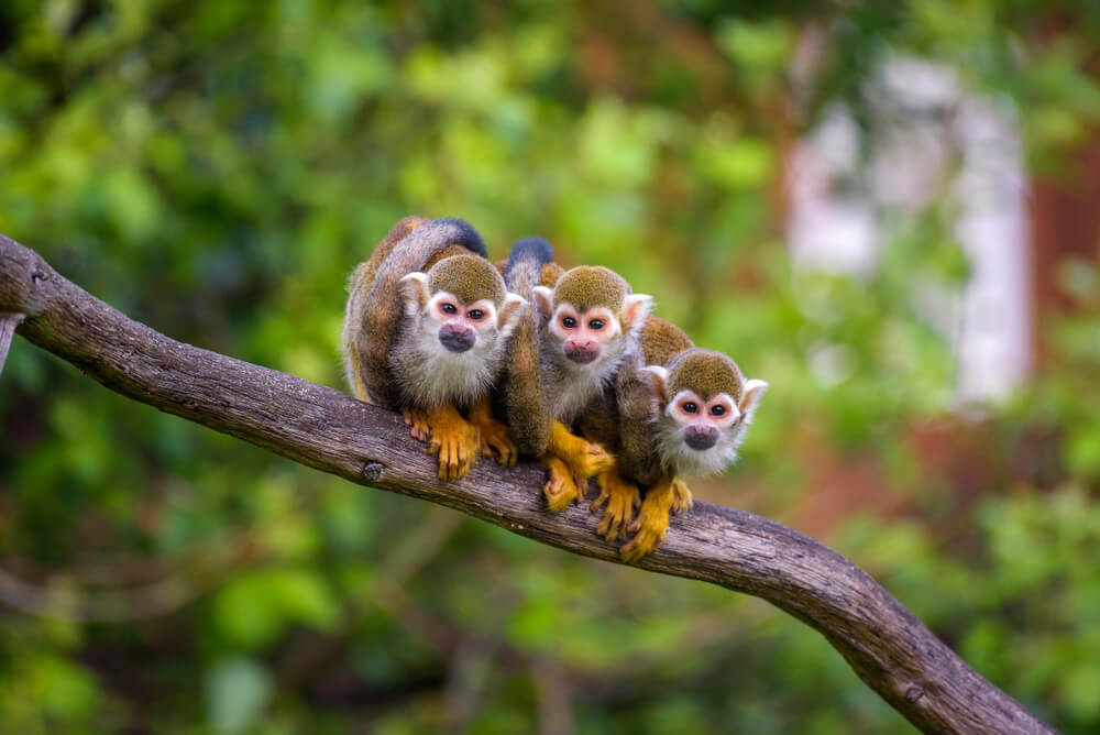 Three squirrel monkeys sit perched on a tree branch with a tropical green backdrop.