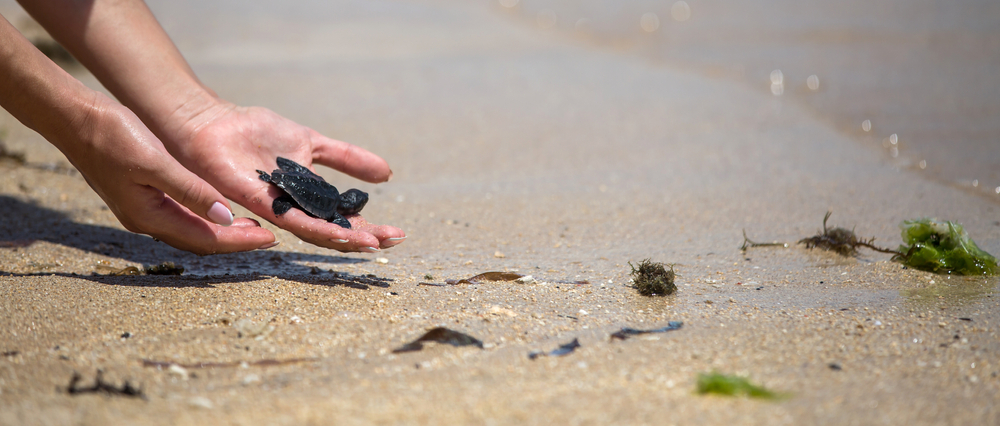 Nachhaltiger Tourismus: Eine Baby-Schildkröte wird am Strand ausgesetzt.