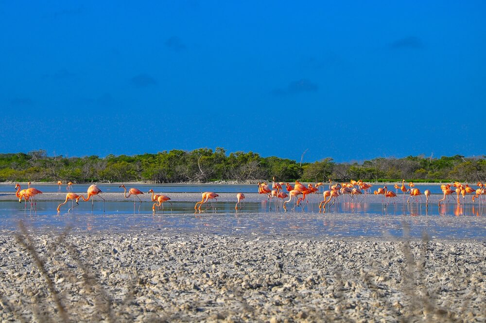 Natur in Mexiko: eine Flamingo-Kolonie im Biosphärenreservat Ría Lagartos auf der Yucatán-Halbinsel