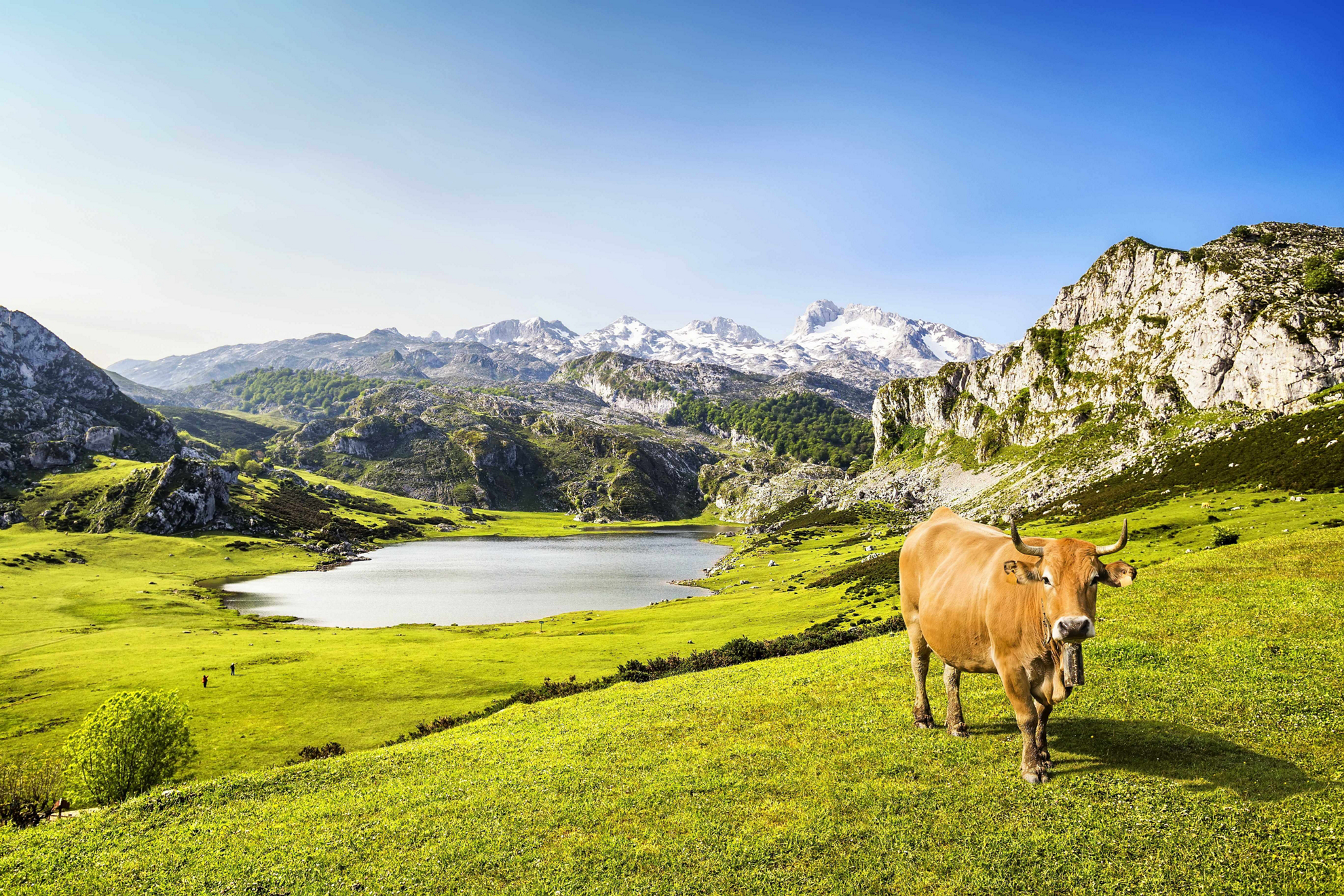 Nordspanien-Urlaub: grüne Landschaft mit Bergen, See und Kuh