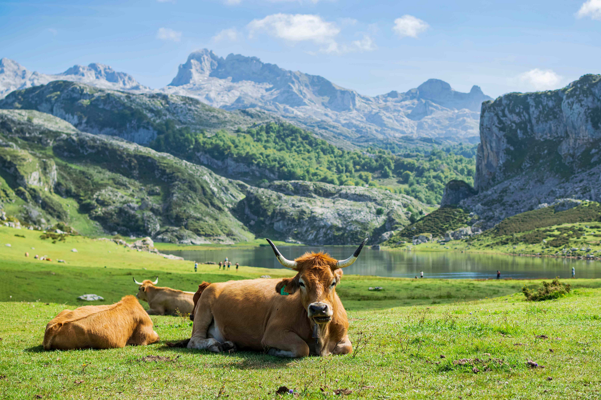 Northern Spain holidays: A green field with a lake and mountains and cows