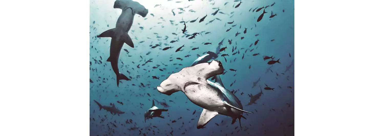 Tauchplätze wie Isla del Coco haben auch Hammerhaie zu bieten