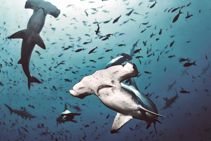 Tauchplätze wie Isla del Coco haben auch Hammerhaie zu bieten