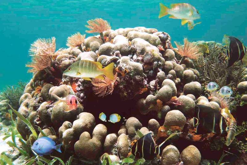 Korallenriffe sind die schönsten Orte zum Schnorcheln und Tauchen.