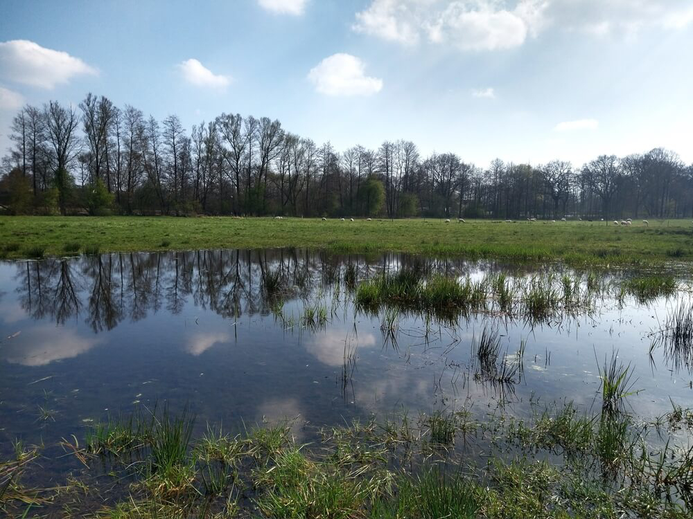 Rehe in der Ferne im Niendorfer Gehege in Hamburg.