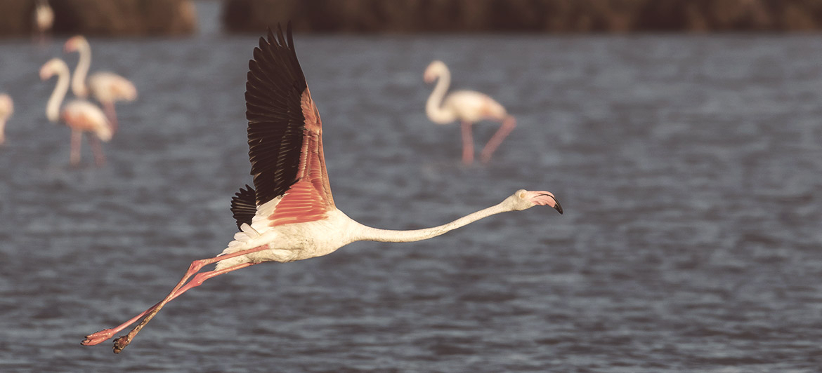 Parque Nacional de Doñana