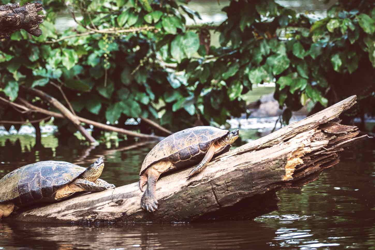 parques-nacionales.-Costa-Rica