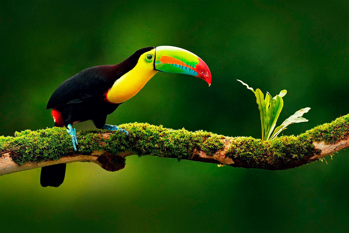 guanacaste costa rica