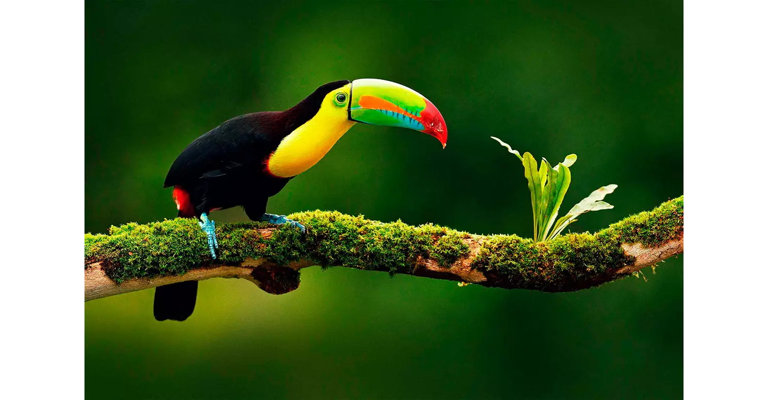 guanacaste costa rica