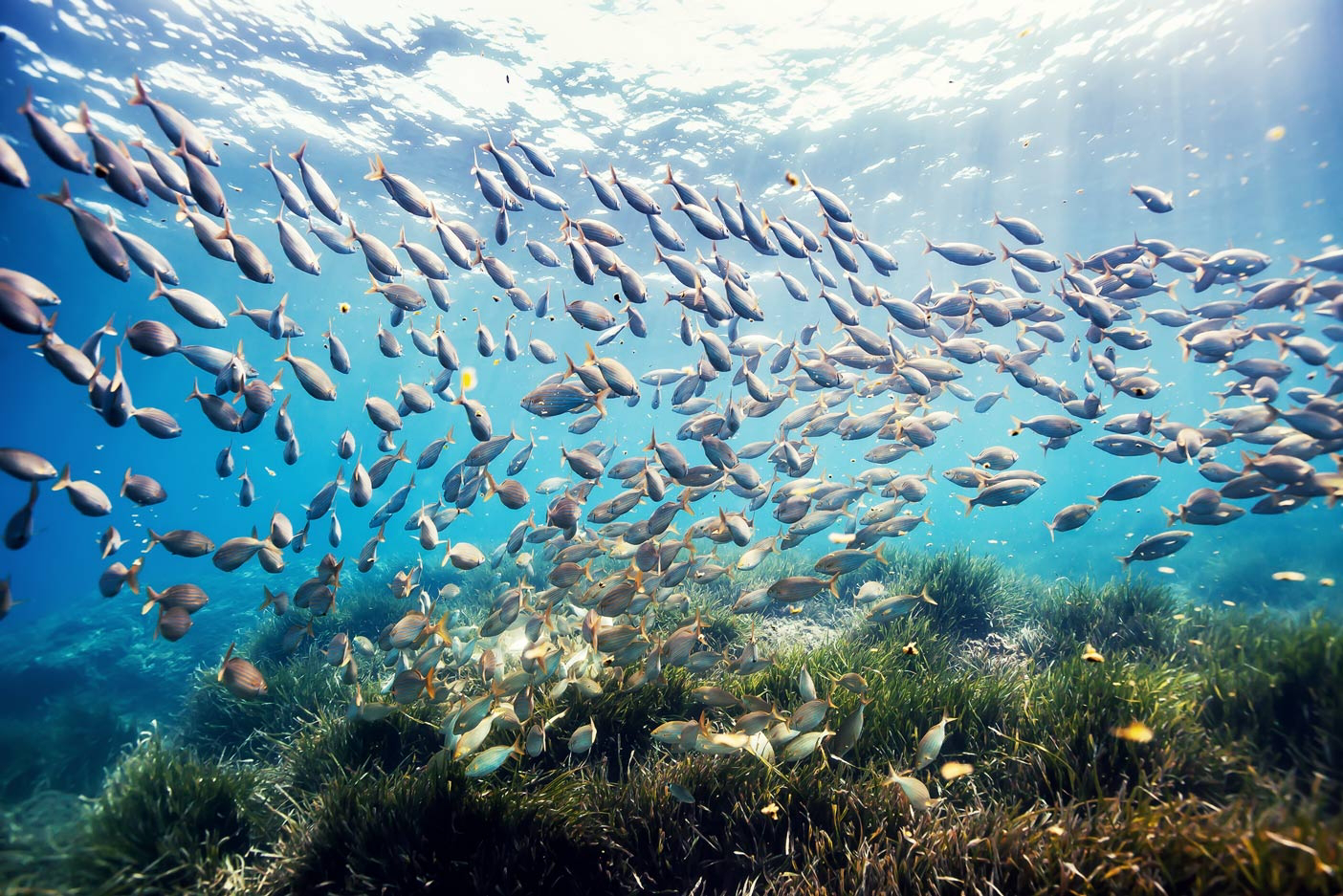donde bucear en españa 
