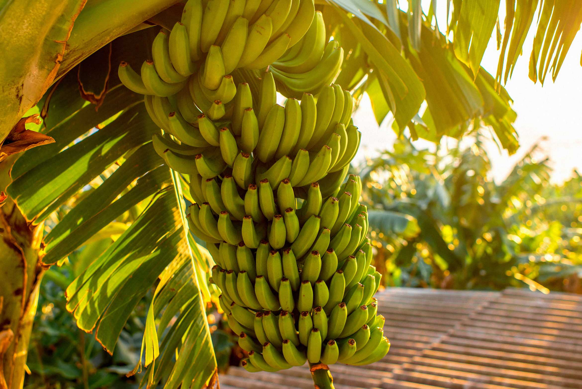 comida típica lanzarote