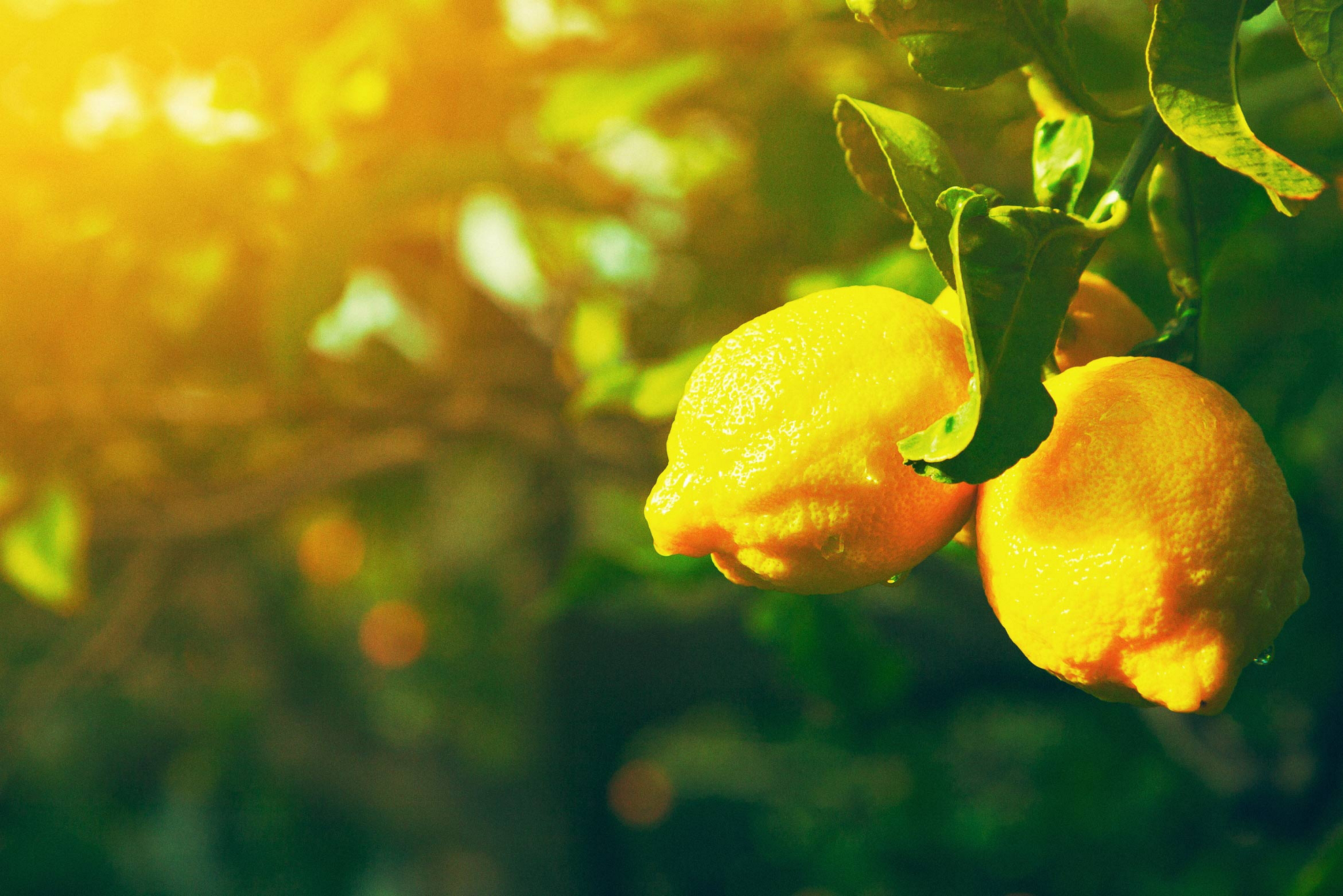 Limones