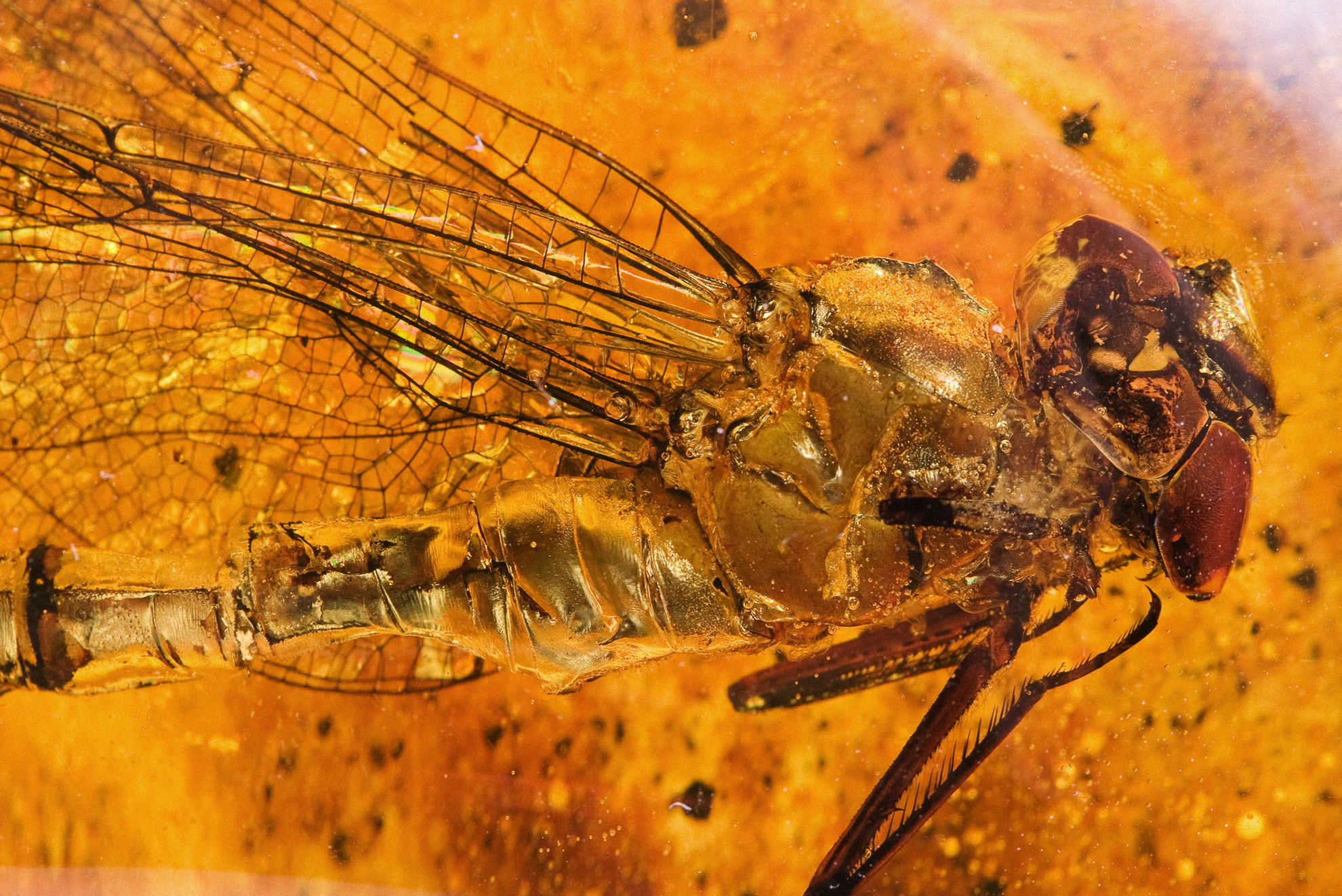 pin-and-travel-santo-domingo-ambar2x-1