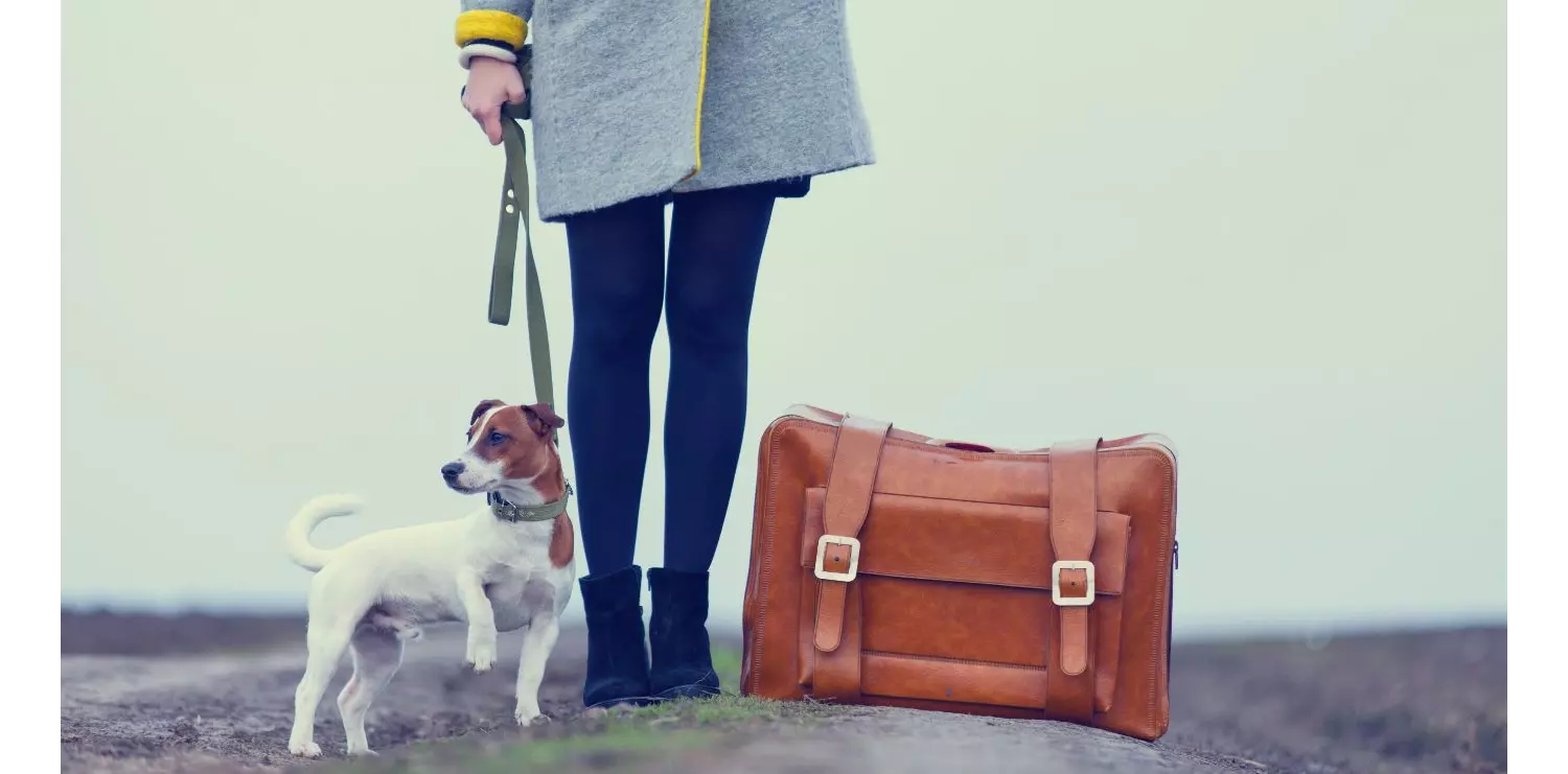 Viajes con mascotas