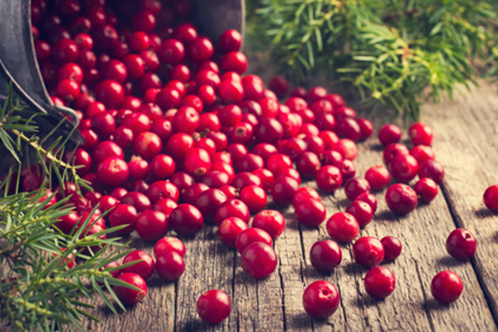 pin-travel-lebensmittel-zum-stressabbau-heidelbeeren-1