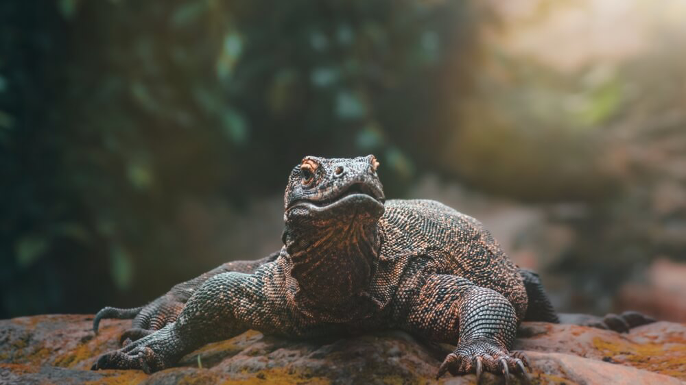Komodo: A giant sized lizard