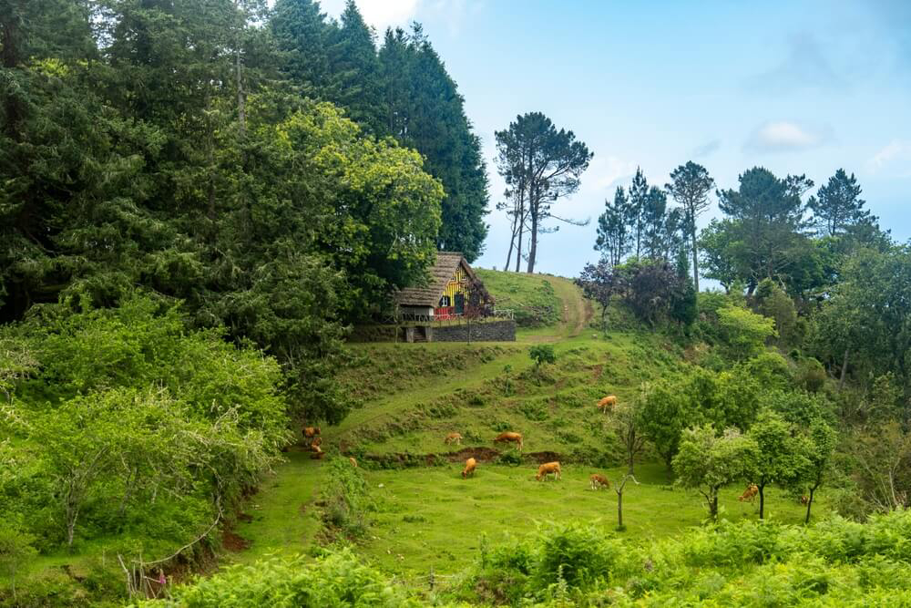 Places to visit in Madeira: A green hilly mountain covered in trees with one house