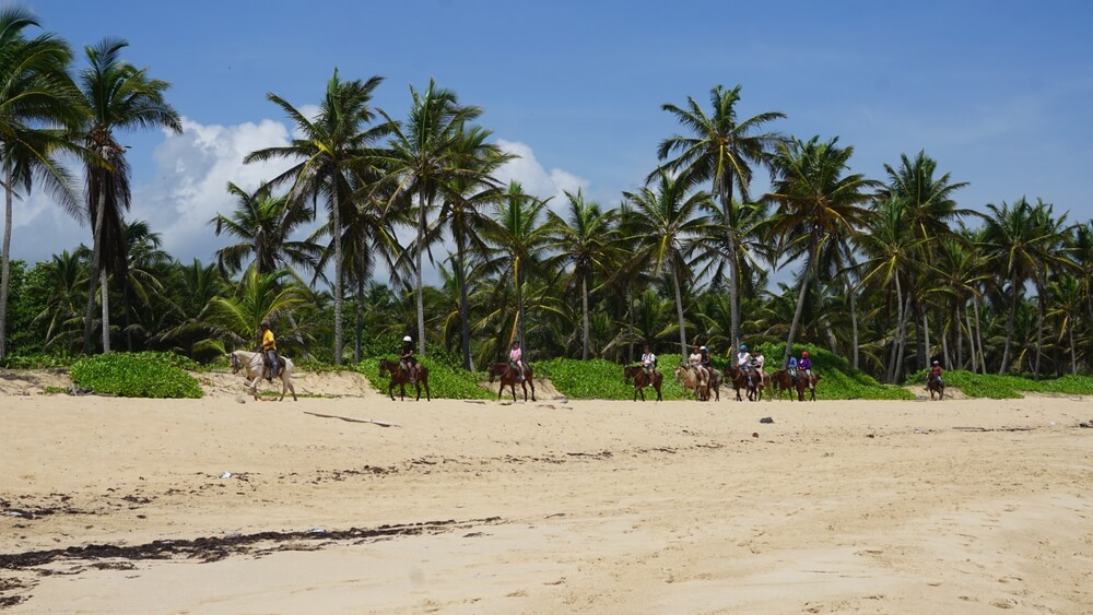 People horseback riding on white-sand Caribbean beaches dotted with palm trees. 
