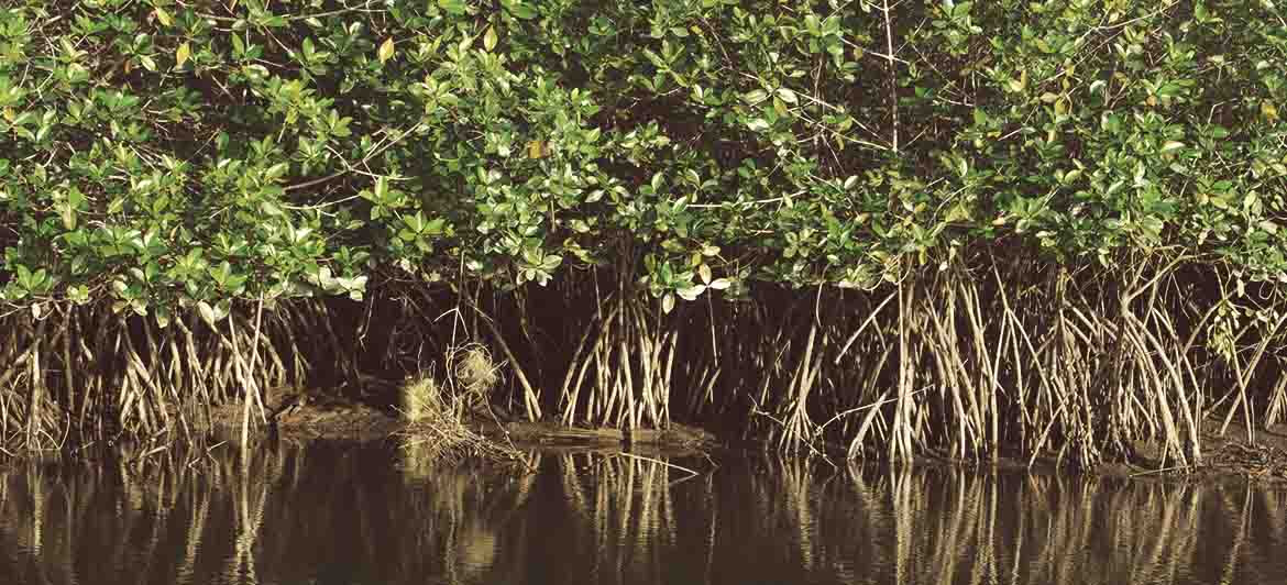que-es-un-manglar