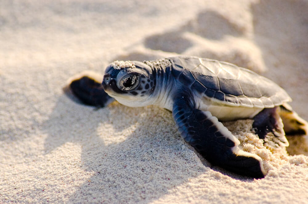 Impacts of tourism: A close-up of a turtle on the beach in Cozumel, Mexico
