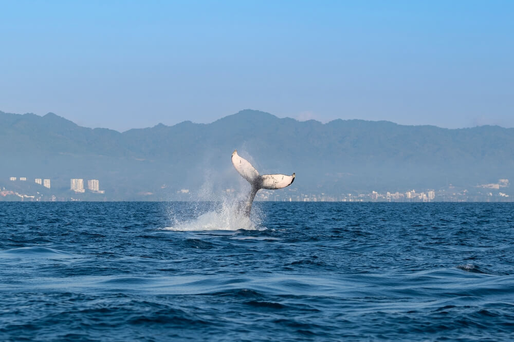 Walflosse vor der Küste der Bahía de Banderas in Puerto Vallarta, Mexiko.