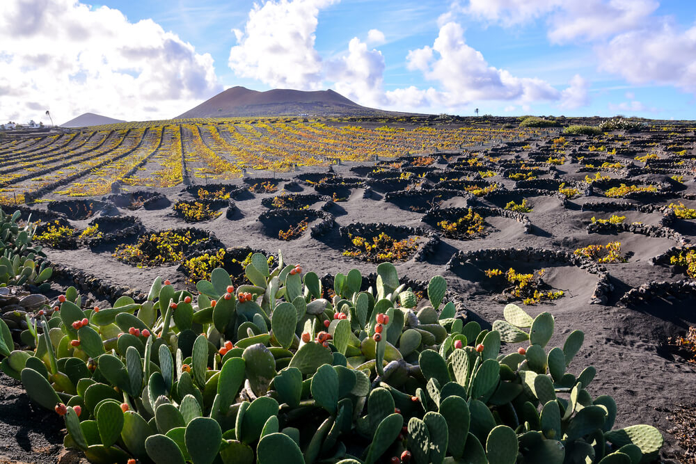 La Geria Lanzarote: Black volcanic sand vineyards with walls for each vine