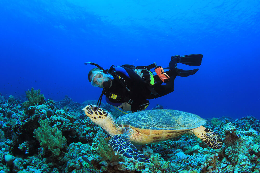 Romantic things to do in Cozumel: Person diving with a sea turtle in Cozumel
