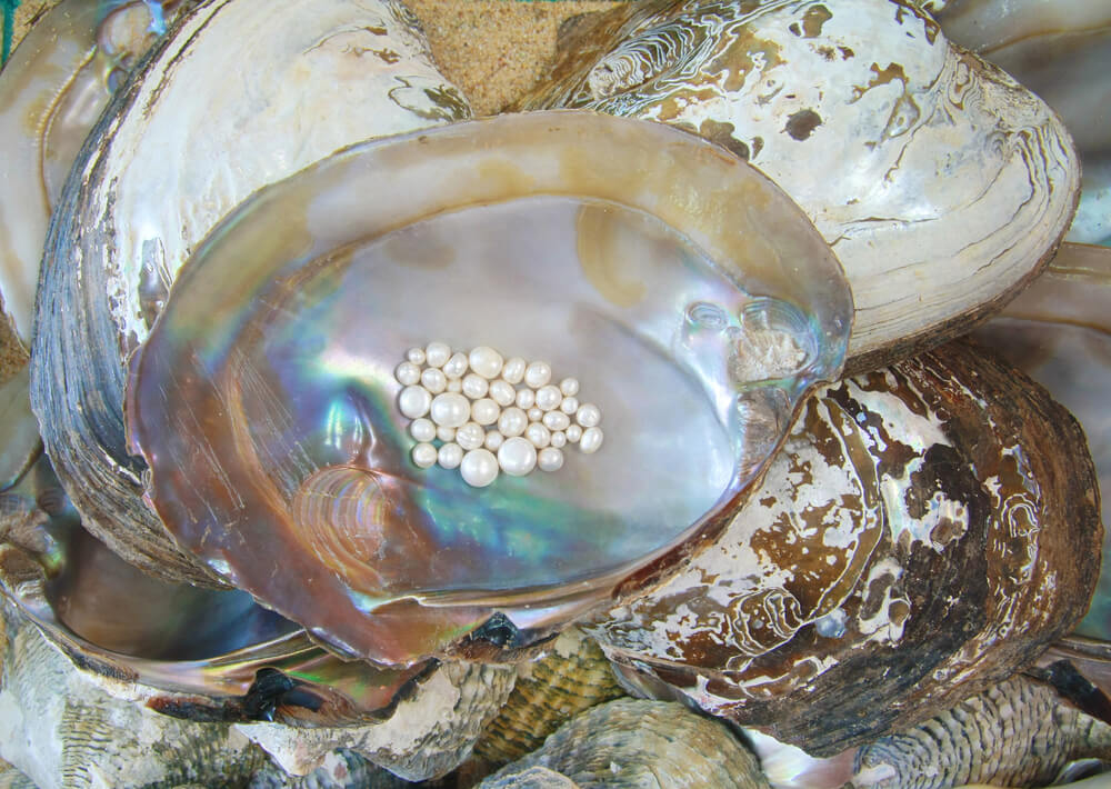 Unusual things to do in Cozumel: Close-up of a pile of shells with small pearls in the center