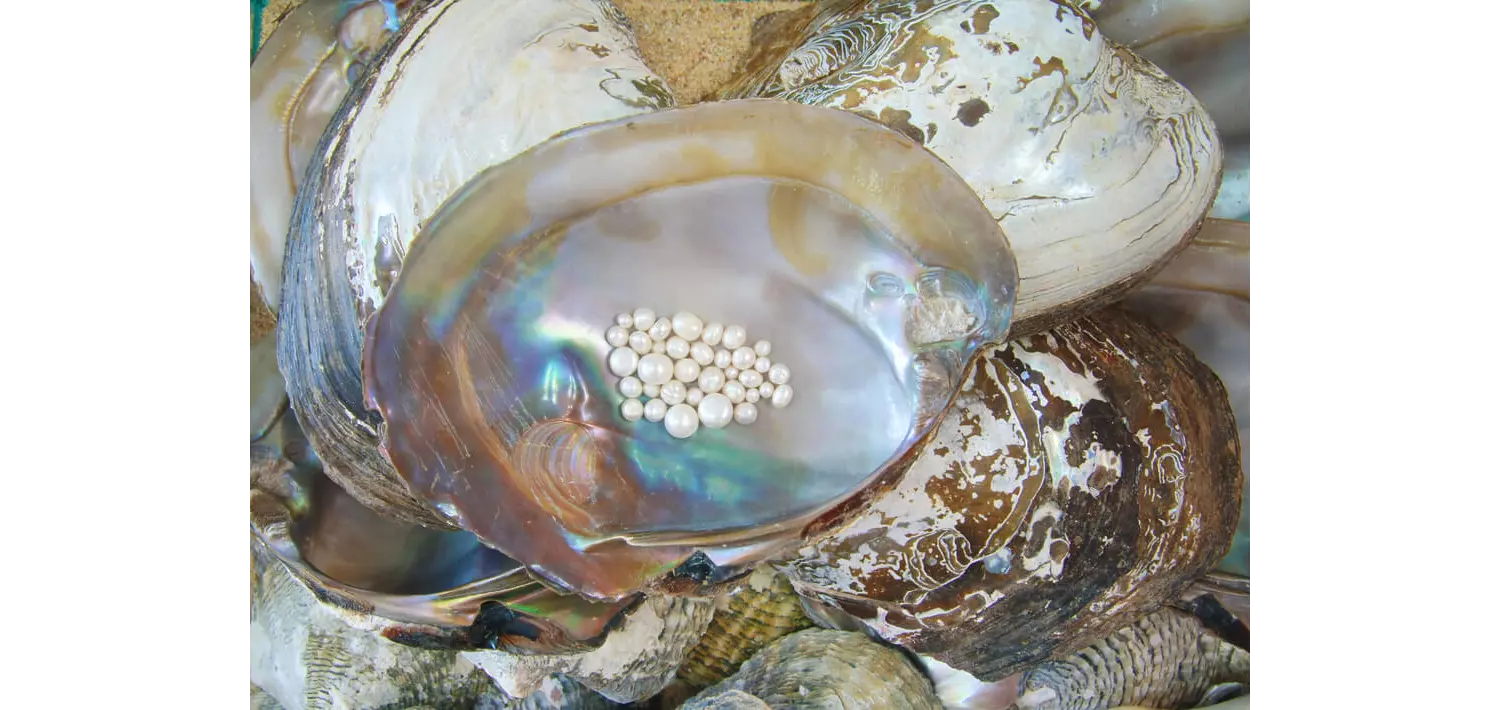 Unusual things to do in Cozumel: Close-up of a pile of shells with small pearls in the center