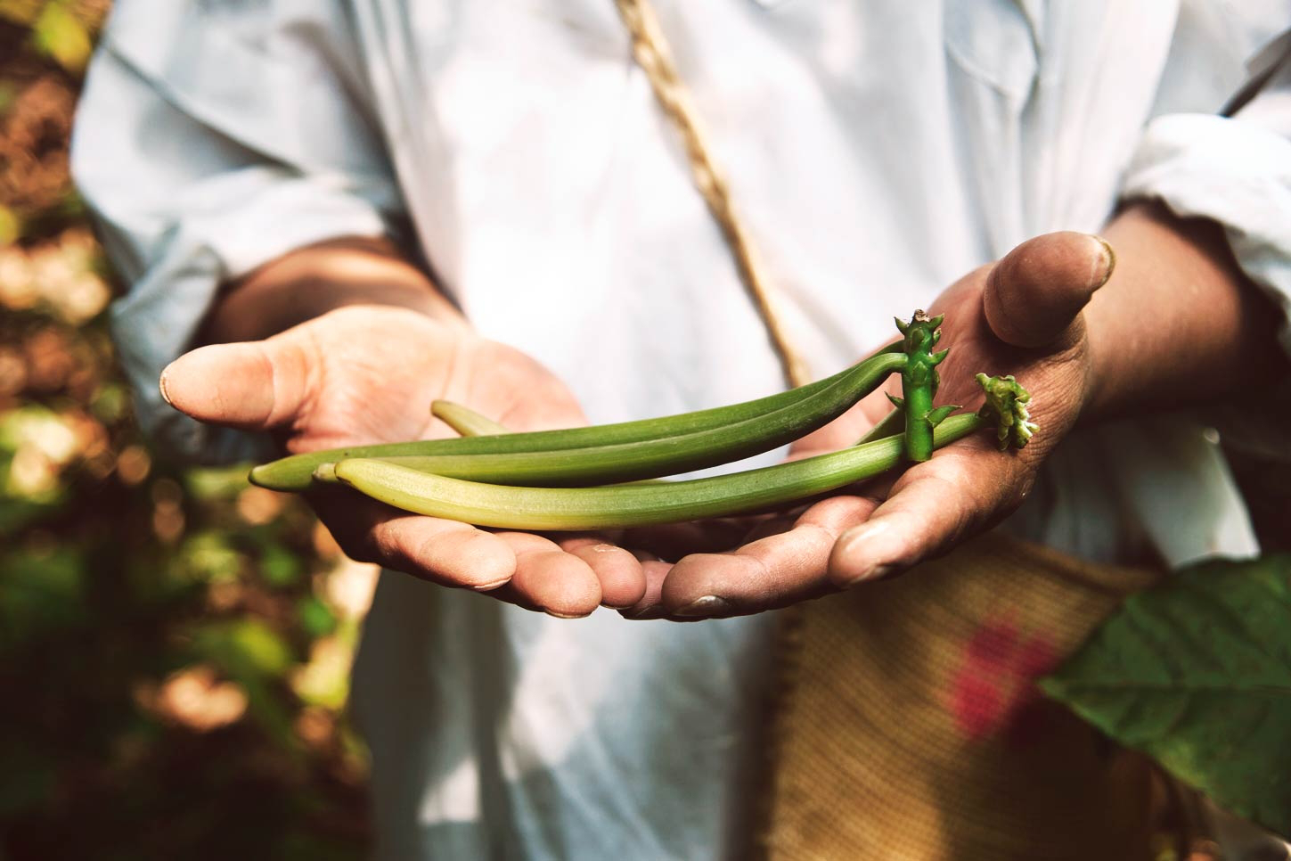 ruta gastronomica por veracruz - vainilla - mexico