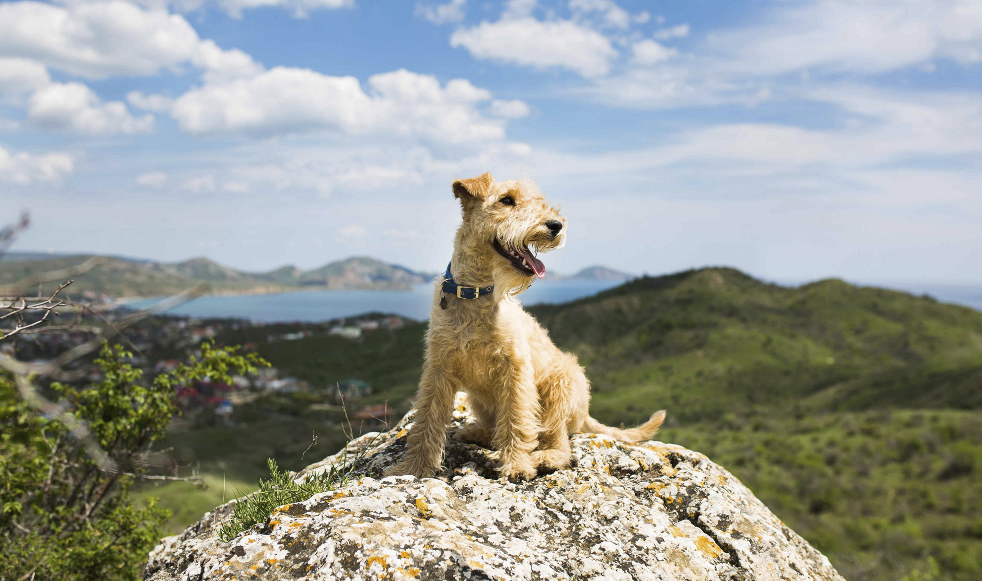 rutas con perros