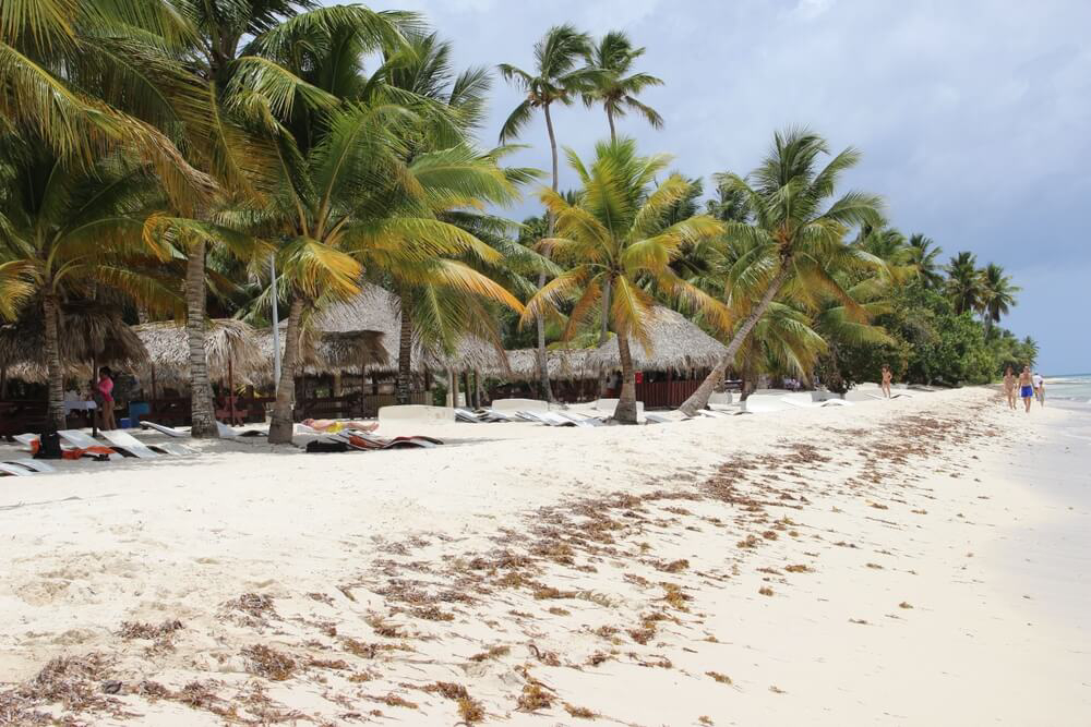 Tourists stroll past beach huts, palm trees, and lounge chairs on the beach of Saona Island.