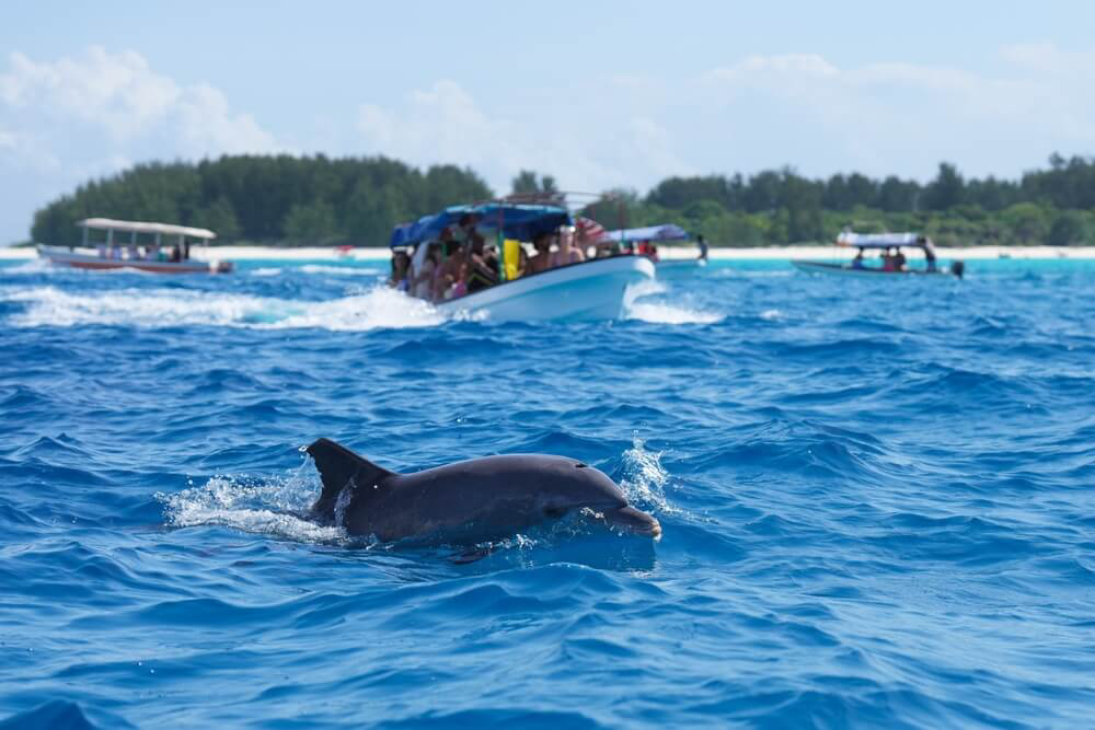 Boote und Delfine in Sansibar.
