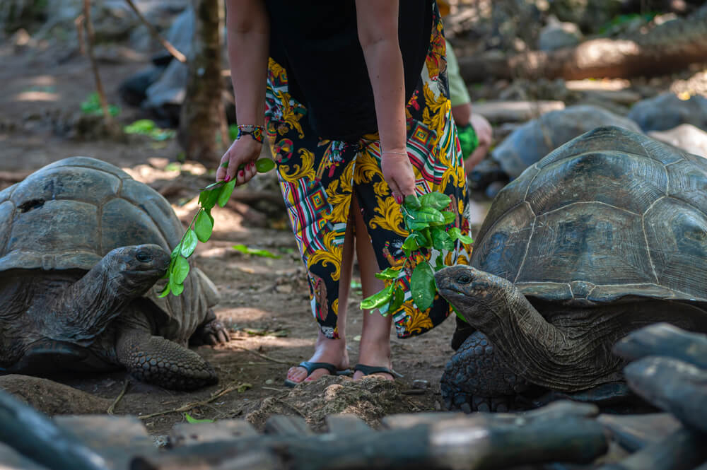 Sansibar Sehenswürdigkeiten: Touristin mit Riesen-Schildkröten.