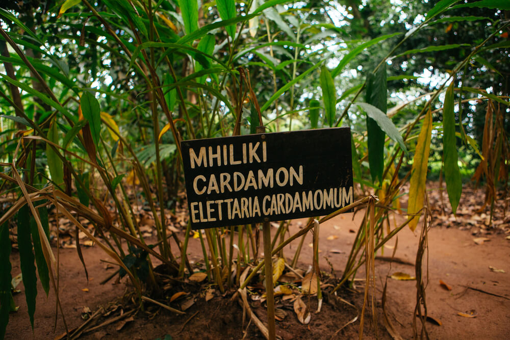 Kardamompflanze mit Schild in Sansibar.