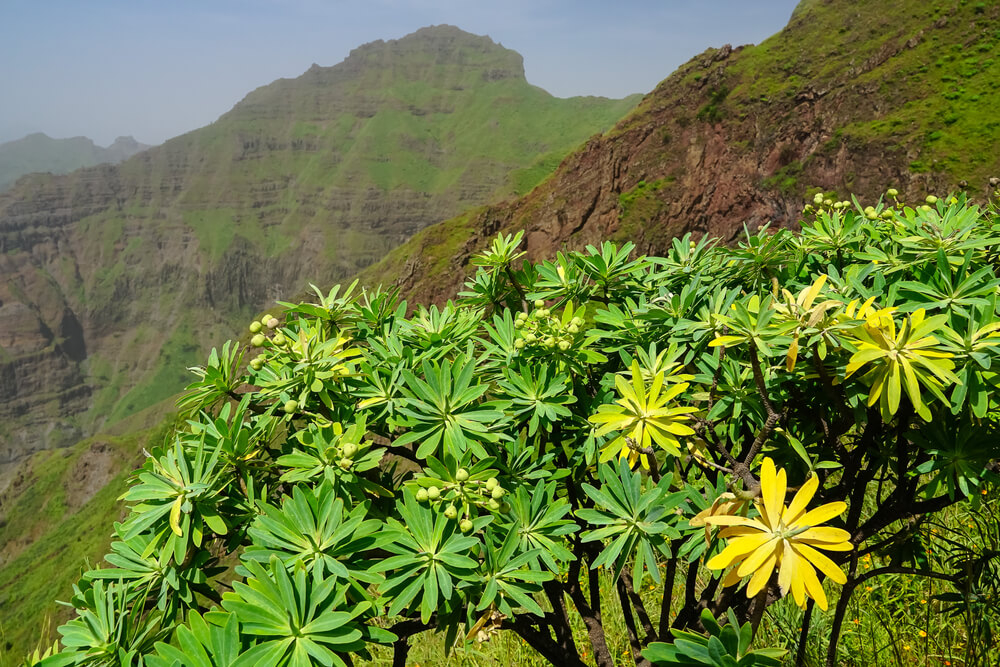 Pico da Antónia: A close-up view of the green mountain with a plant in view