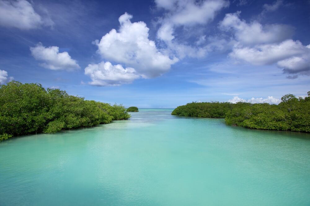 Isla Saona’s coastal mangrove forest.