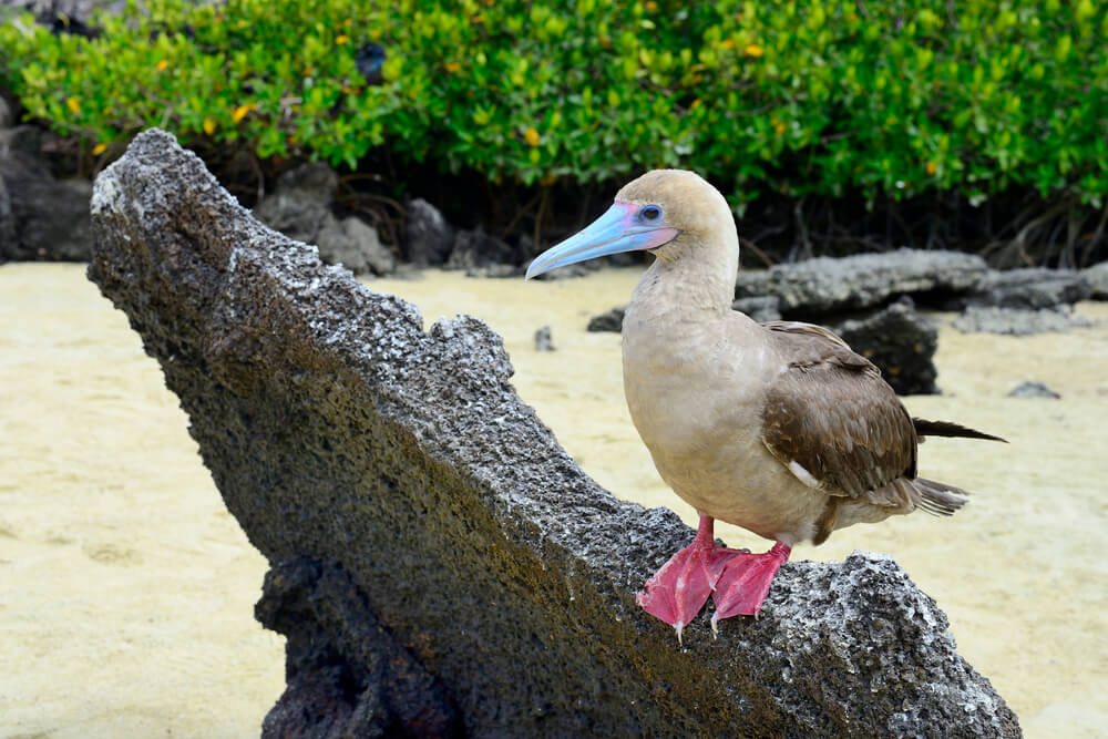 A red footed booty perches on driftwood on Isla Saona.